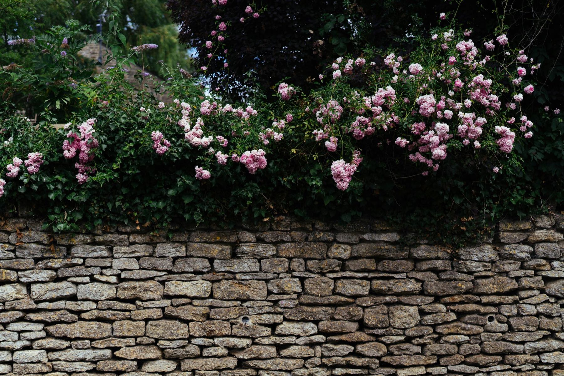 Trockenmauer mit Rosen