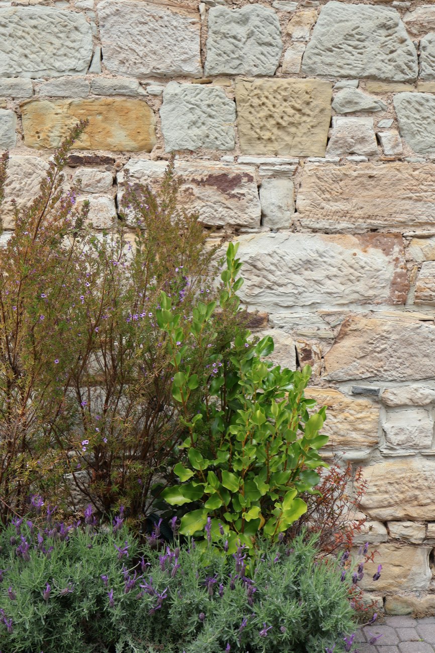 Sandsteinmauer mit Lavendel und Stauden
