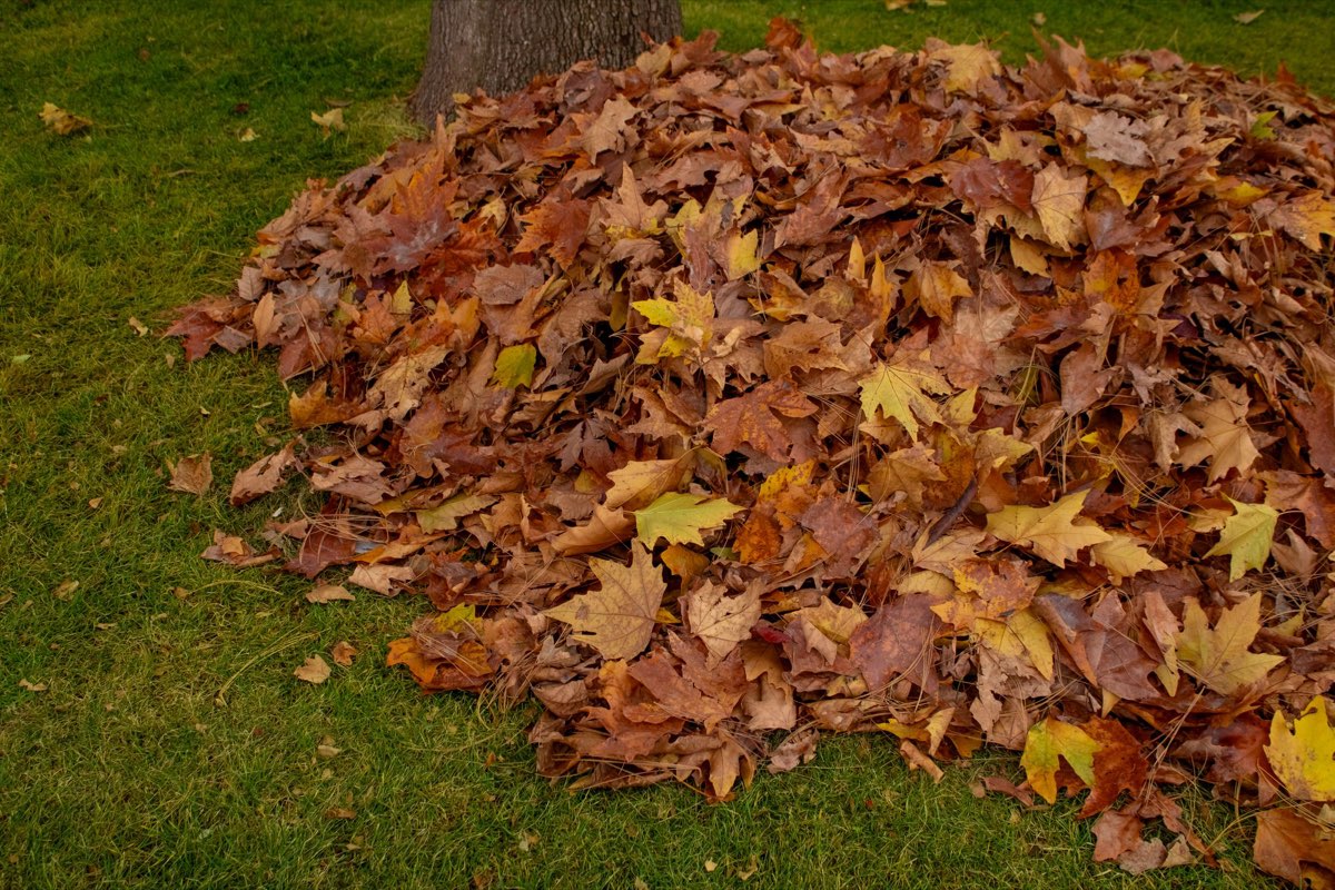 Zusammengerechtes Herbstlaub auf dem Rasen